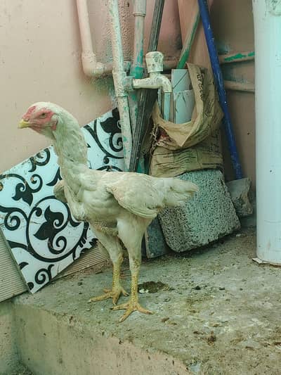 Aseel heera for sale