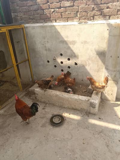 Hens for sales