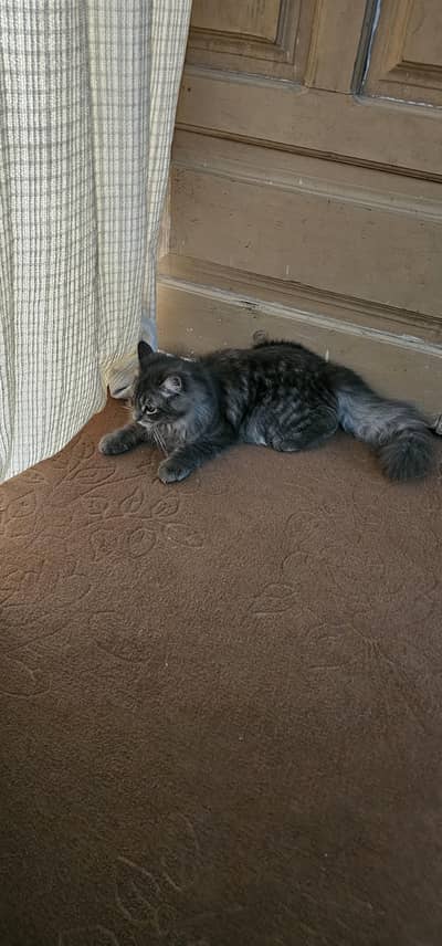 cat Russian