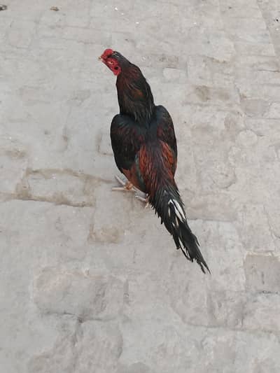 2 yaar ka behtarin murga