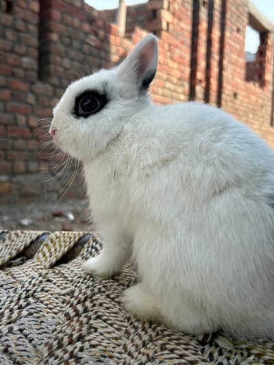 puch face hottot dwarf breeder female urgent sale 03368792398
