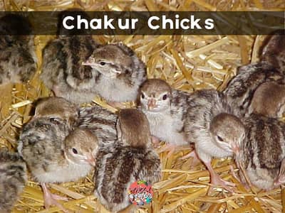 Chakur / چکور Chicks