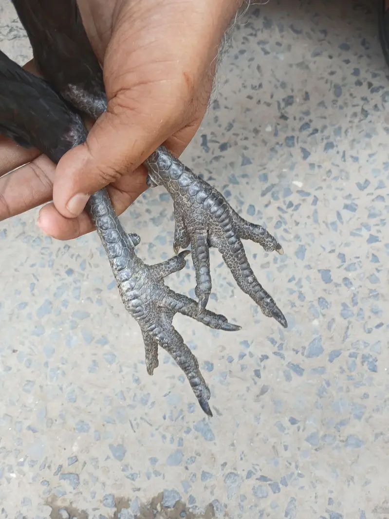 Dragon — photo 5