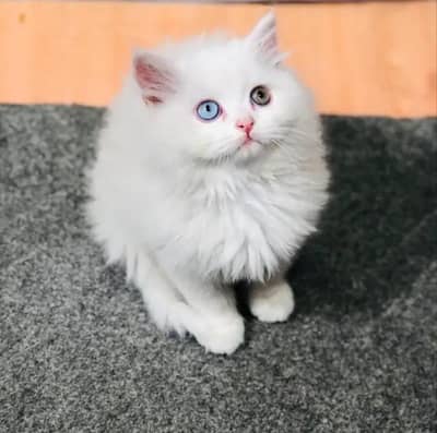 white and grey