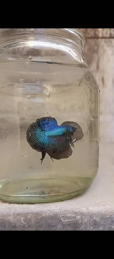 Betta and imported guppy