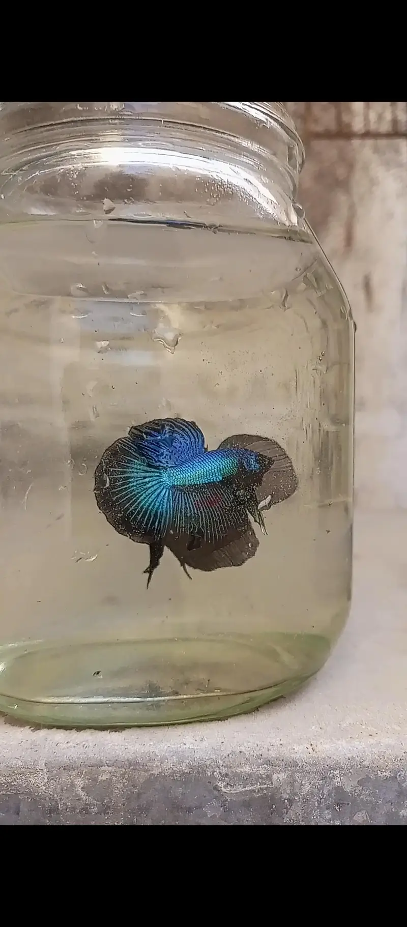 Betta and imported guppy