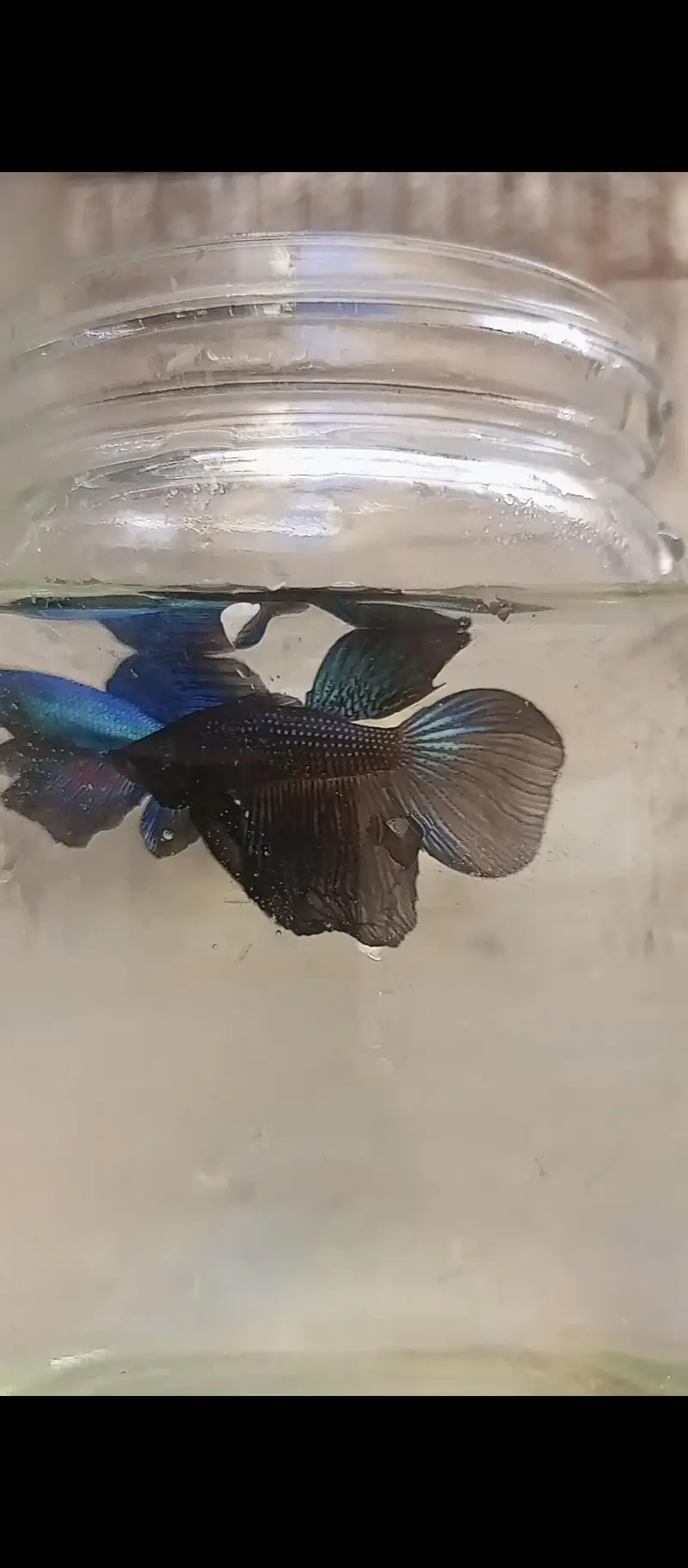 Betta and imported guppy — photo 3