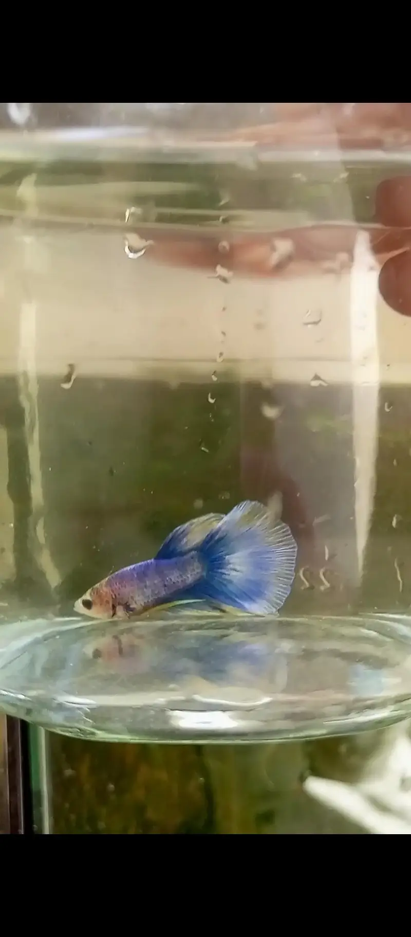 Betta and imported guppy — photo 4