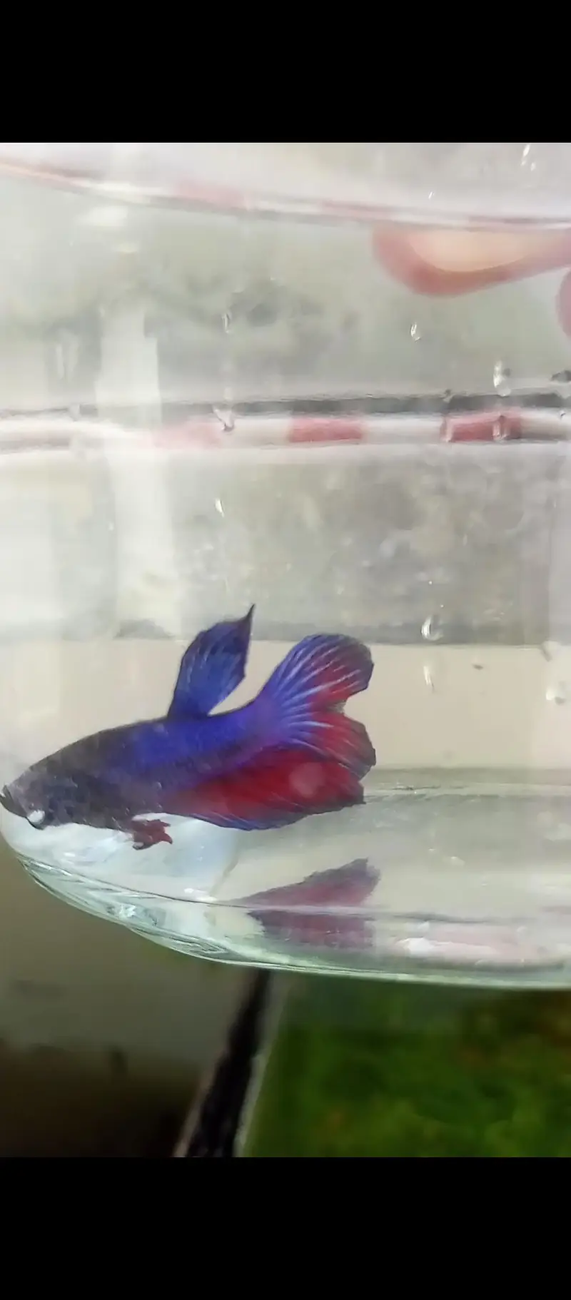 Betta and imported guppy — photo 5