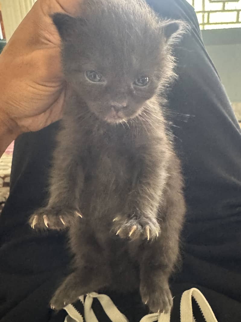 kitten cat 0