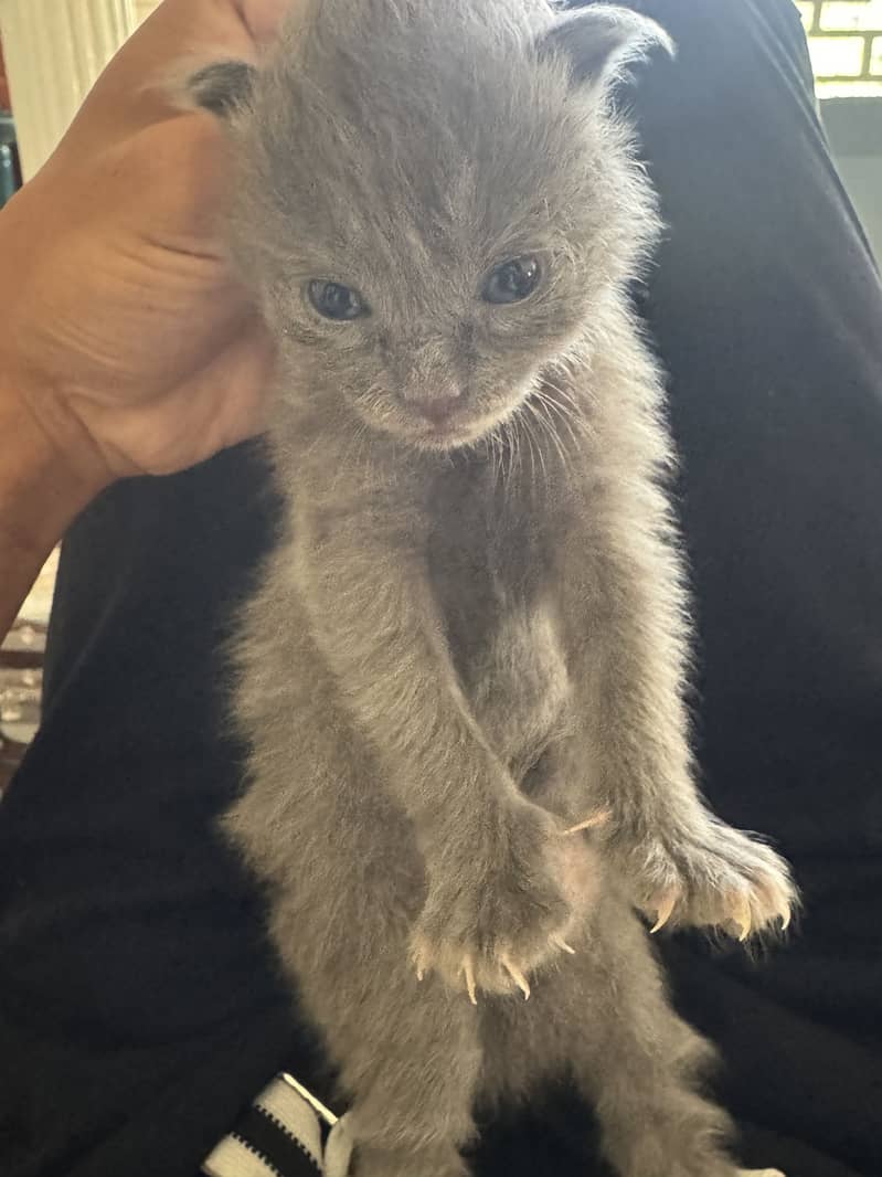 kitten cat 1