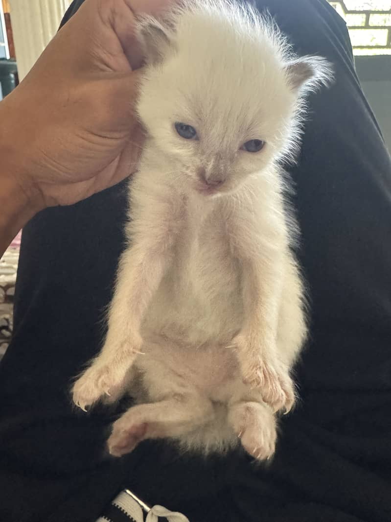 kitten cat 2