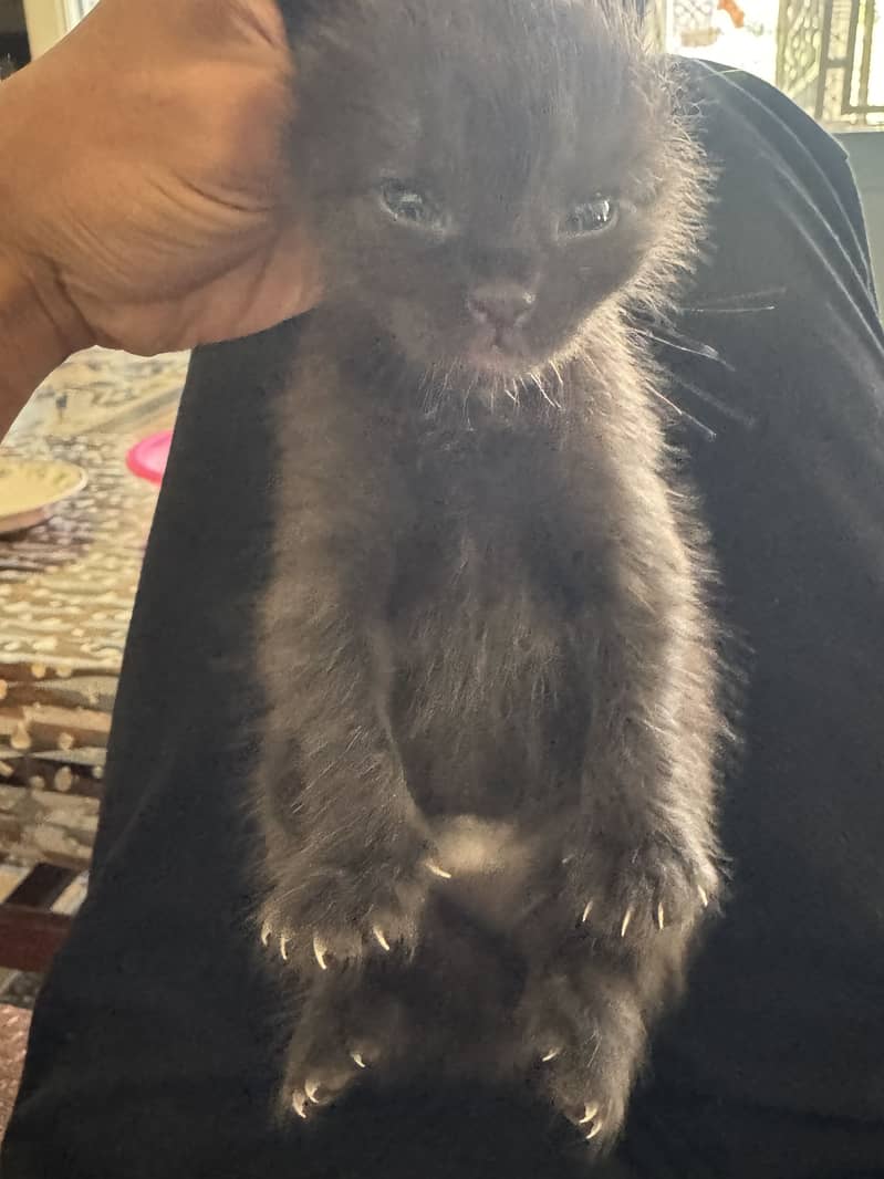 kitten cat 3