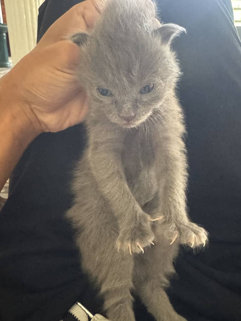 kitten cat 4