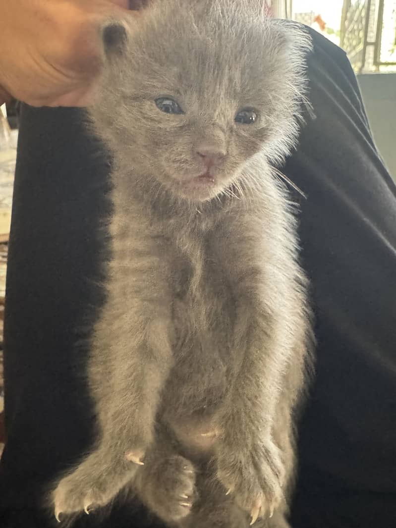 kitten cat 5