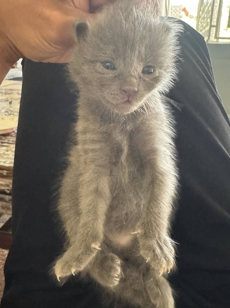 kitten cat 6