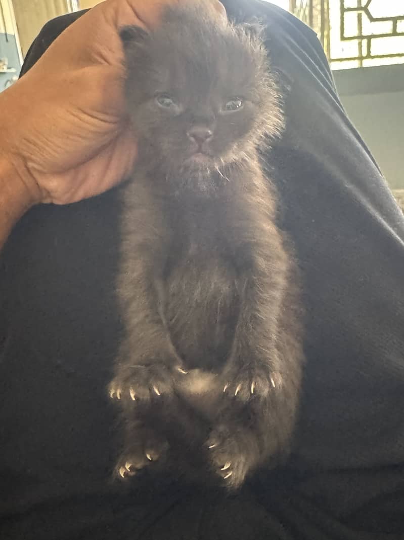 kitten cat 7