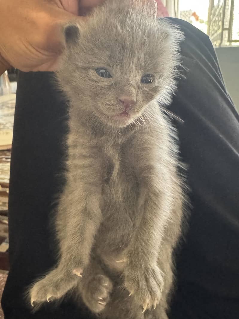 kitten cat 8