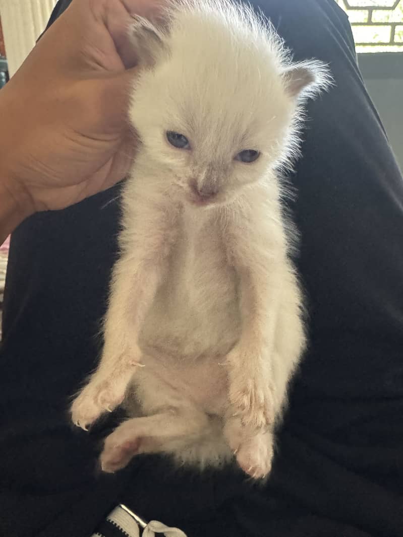 kitten cat 9