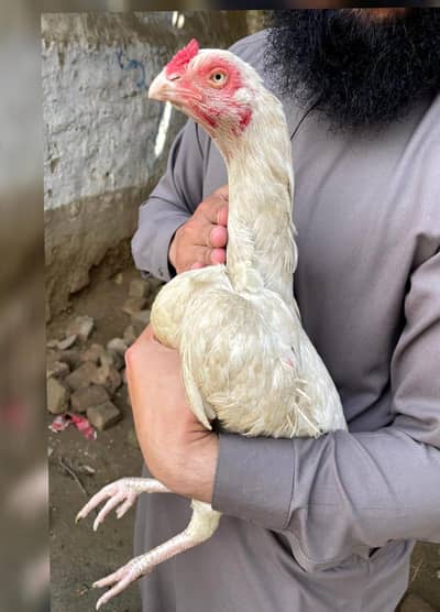 High quality Heeri maadi for sell