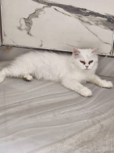 Persian cat