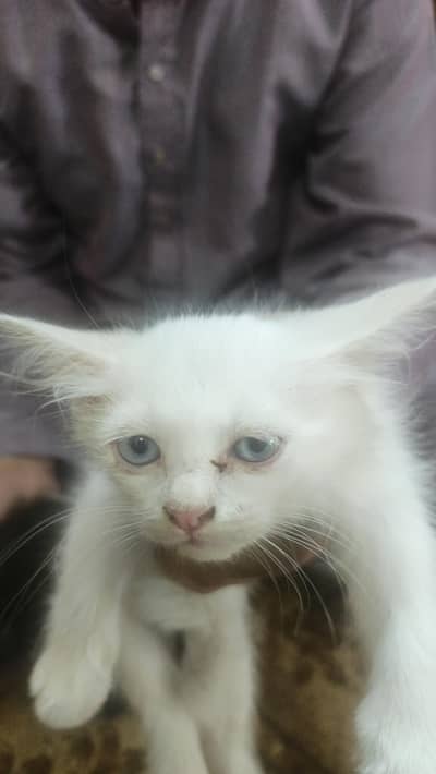cat for sale