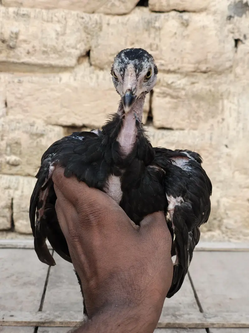 lasani aseel k bacha  muja agrasive nasal ha
