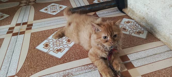 persion cats