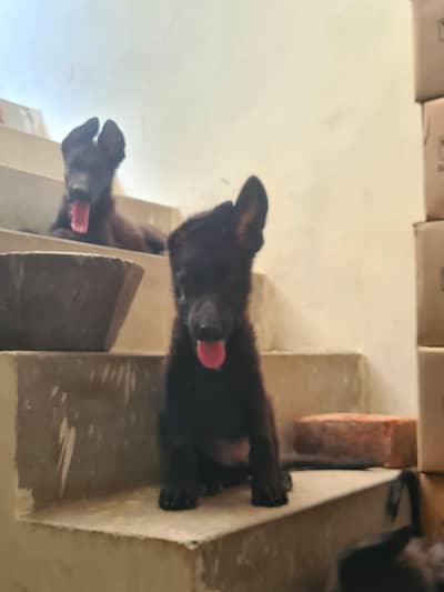 black German shepherd high quality