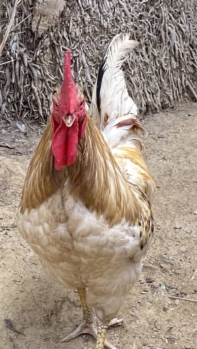 F1 Brown Lohman Rooster for Sale – Healthy & Active