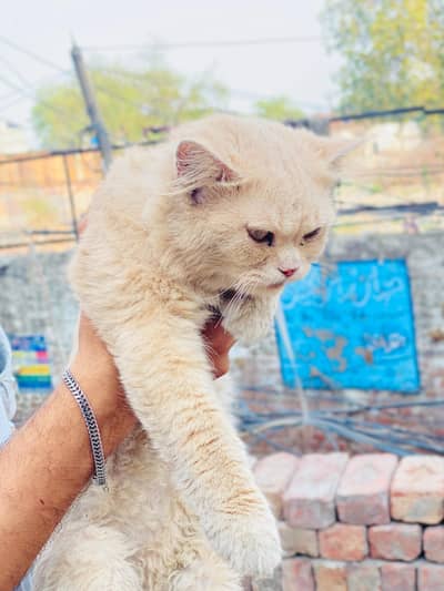 persian cat