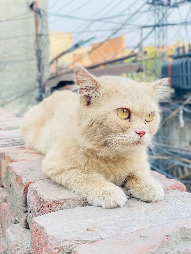 persian cat 1