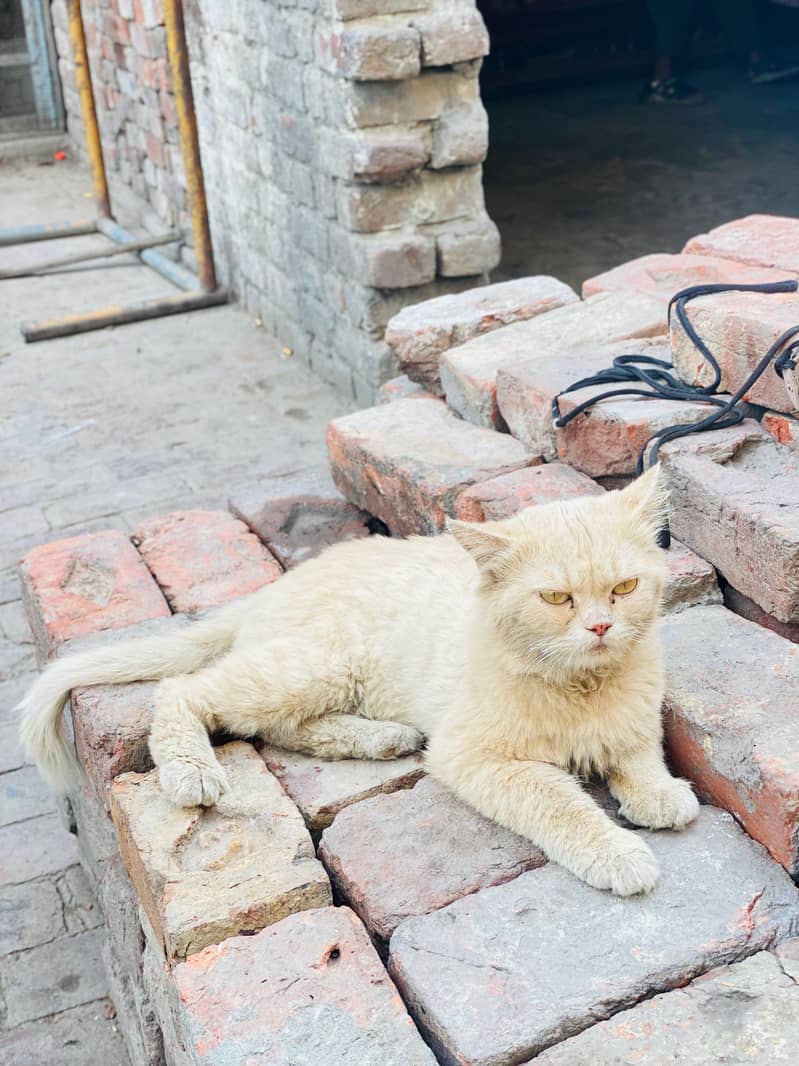 persian cat 2