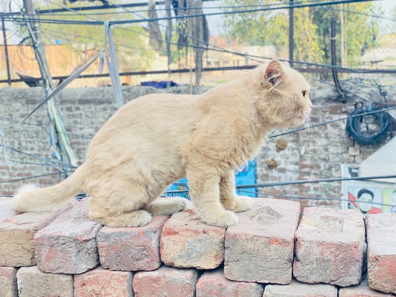 persian cat 3
