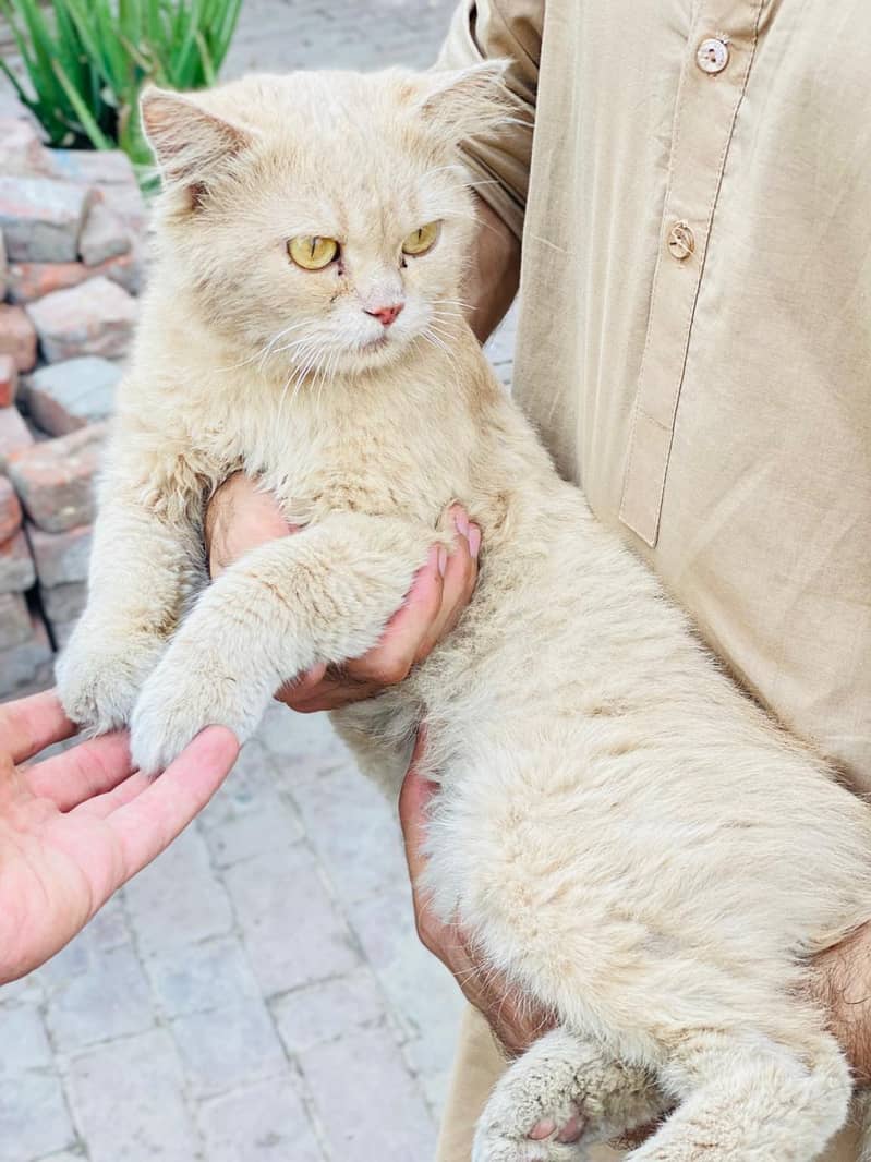 persian cat 4