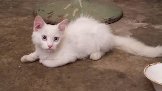 parshion cat