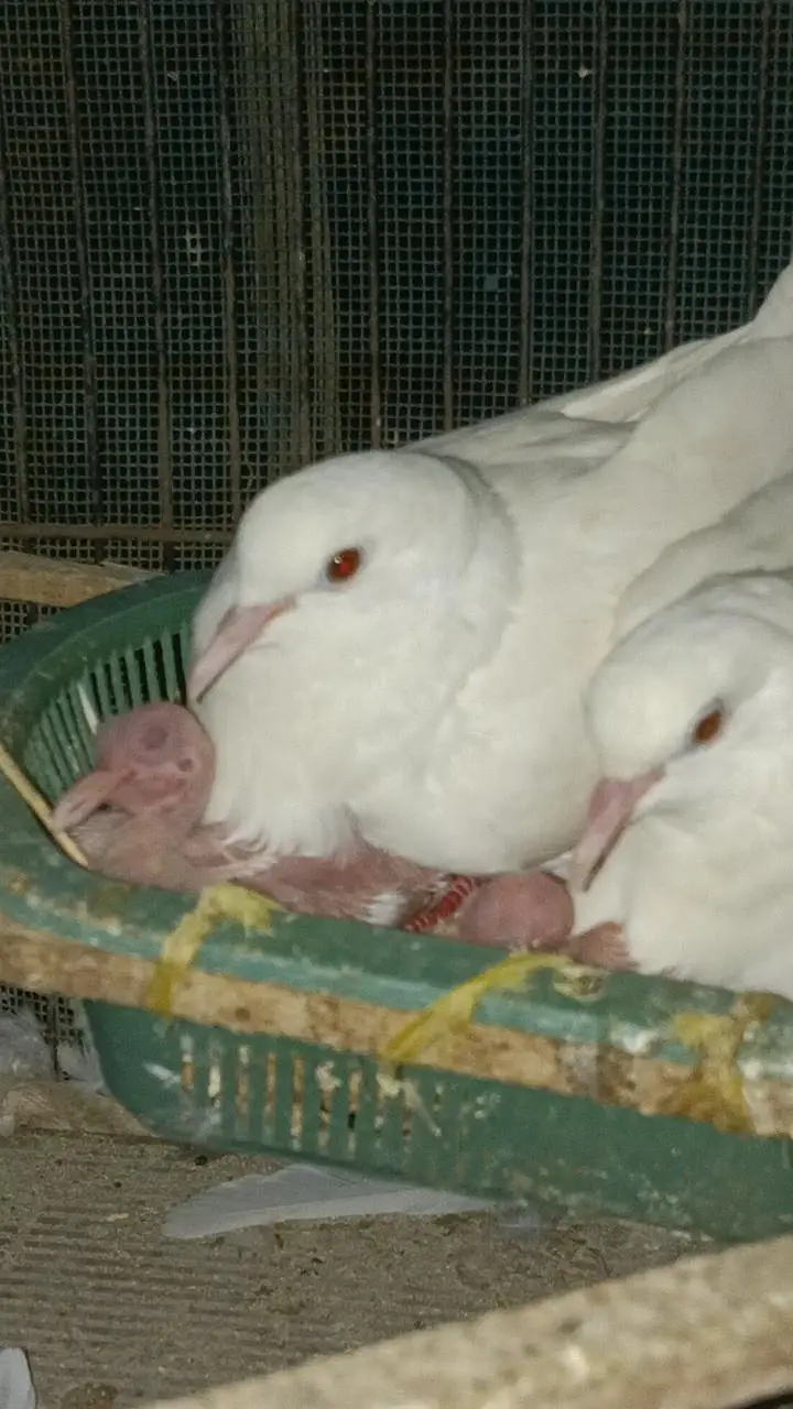Khumray Dove Red Eye — photo 2