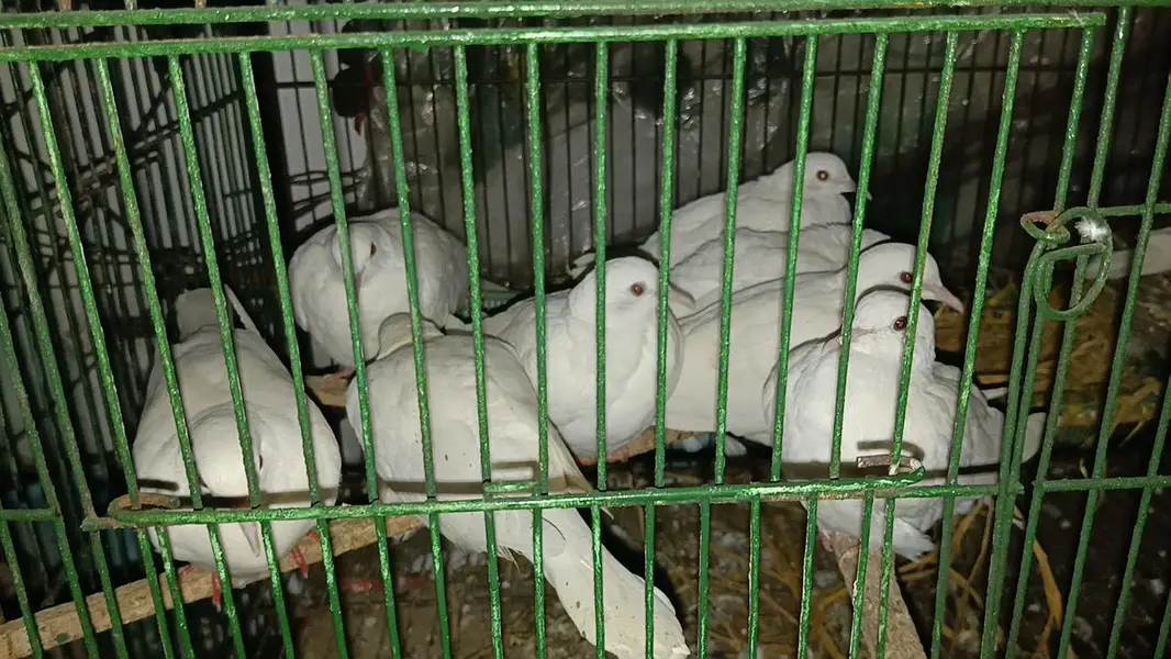 Khumray Dove Red Eye — photo 3