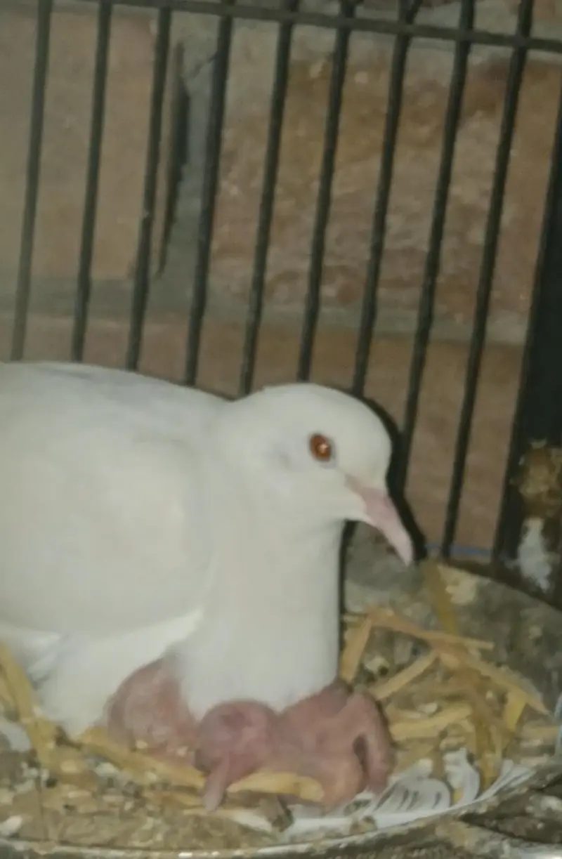 Khumray Dove Red Eye — photo 4