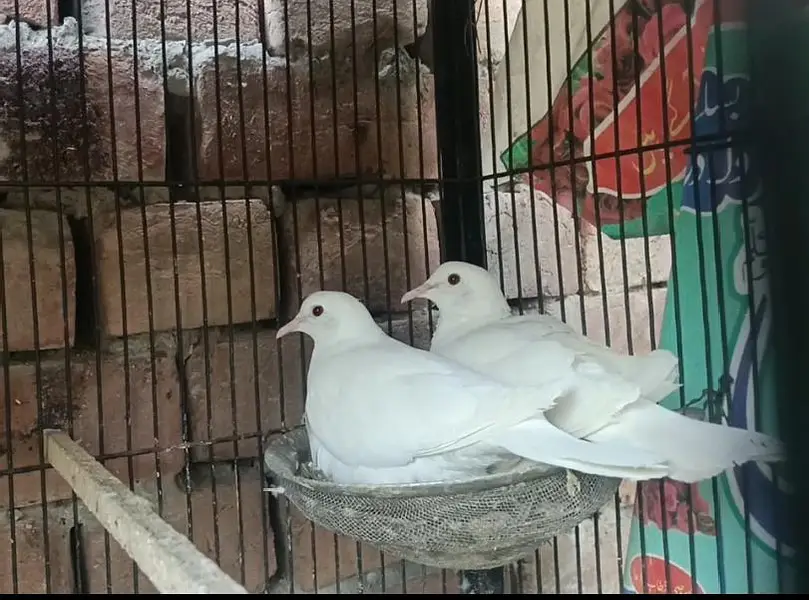Khumray Dove Red Eye — photo 5