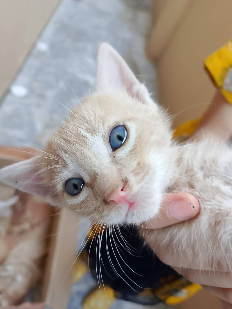kittens 1