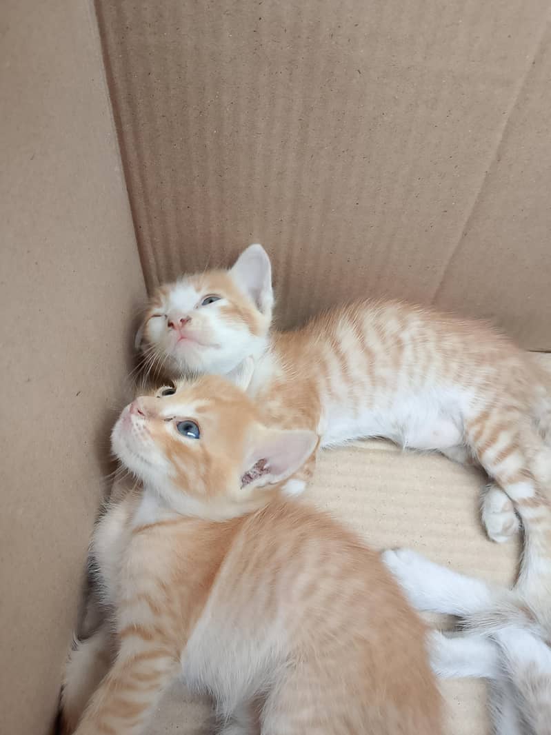 kittens 2