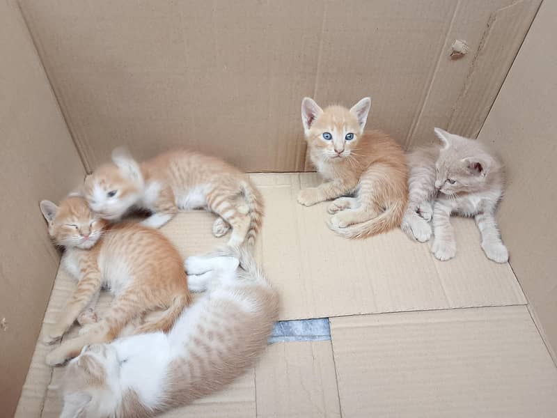 kittens 3