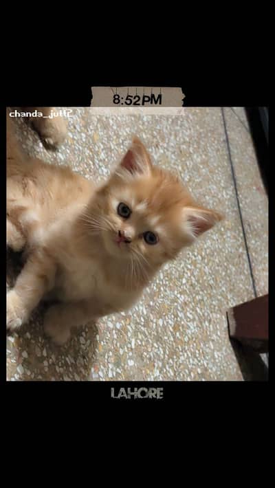 Passion cat for sale