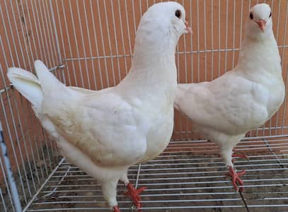 King pigeon in good size. Price k lye rabta krain: 03116130712