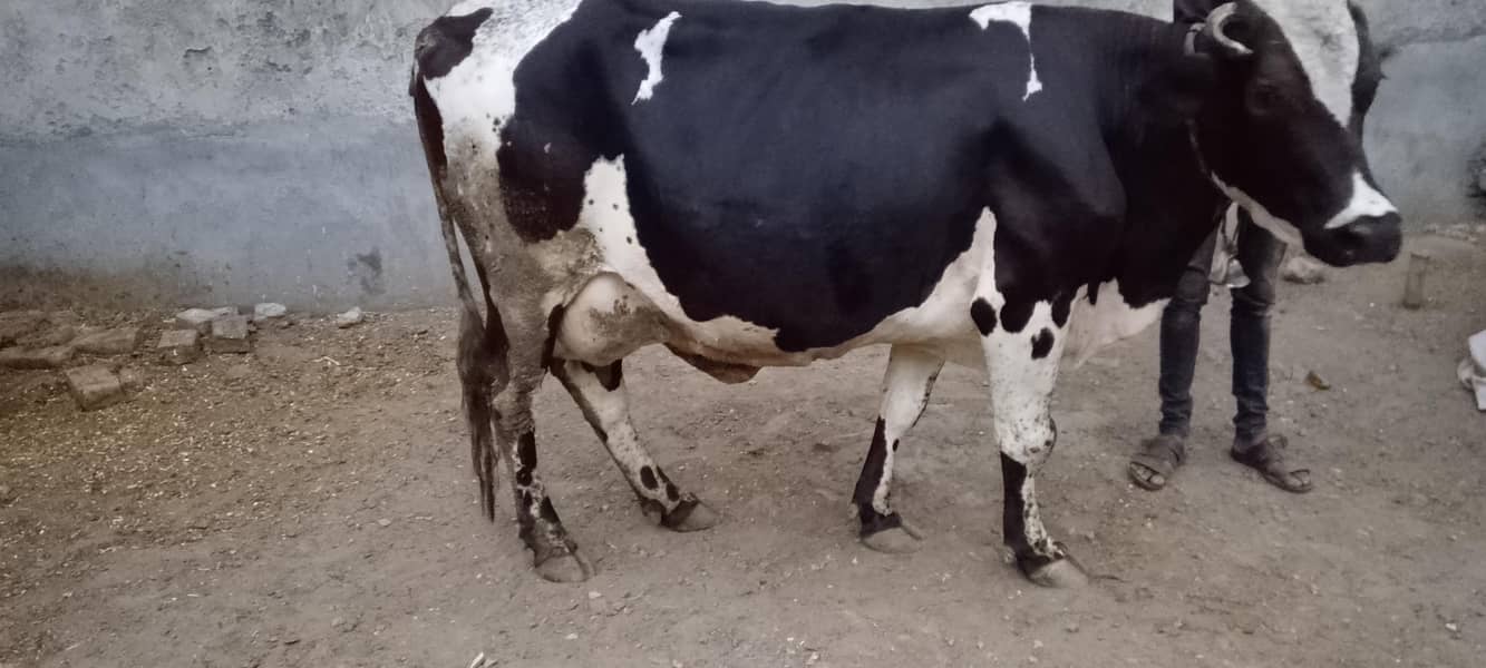 فریزین چولستانی کراس 0
