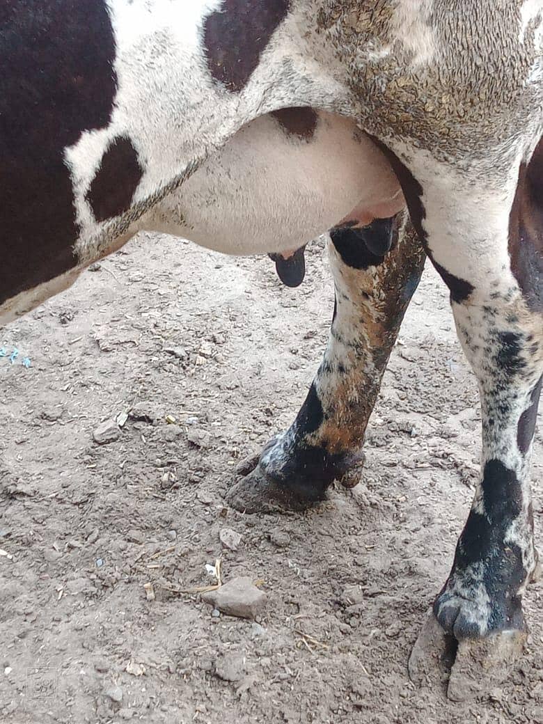 فریزین چولستانی کراس 1