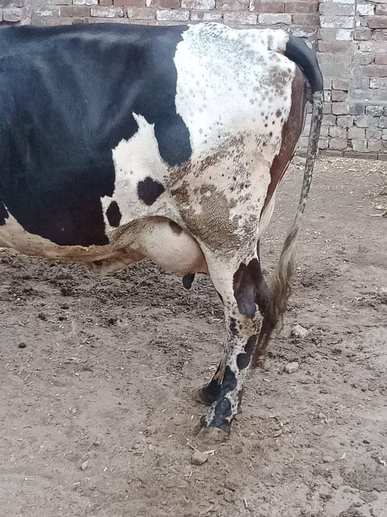 فریزین چولستانی کراس 2