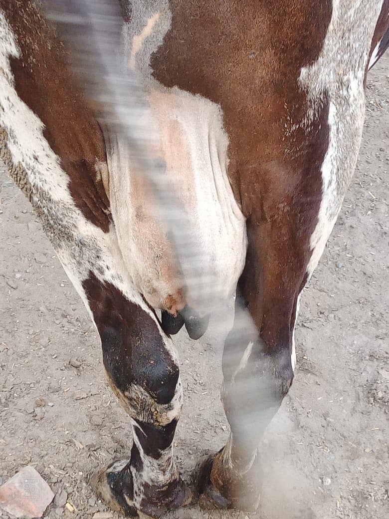 فریزین چولستانی کراس 3