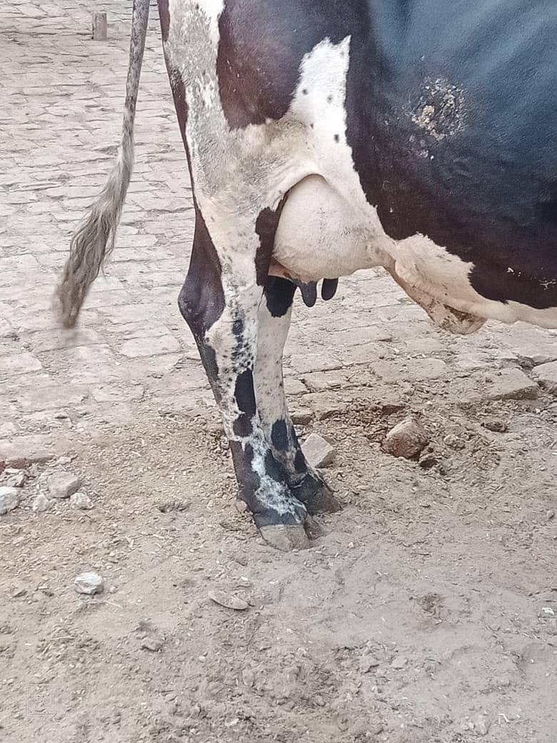 فریزین چولستانی کراس 4